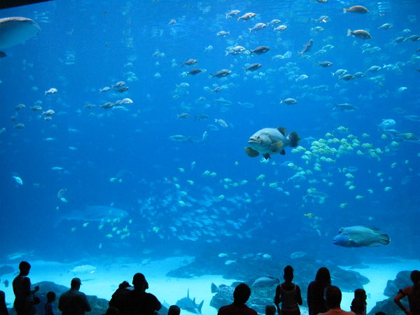 The Georgia Aquarium, USA - Rich marine life