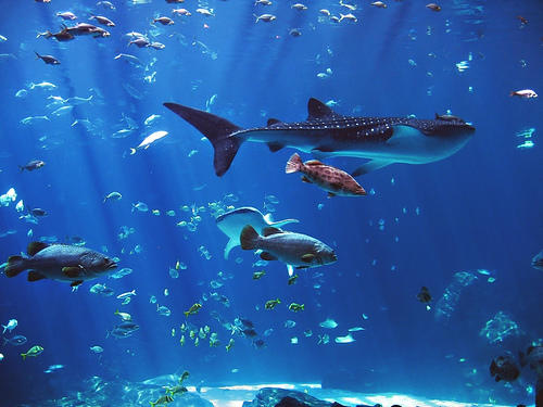 The Georgia Aquarium, USA - Whale Shark