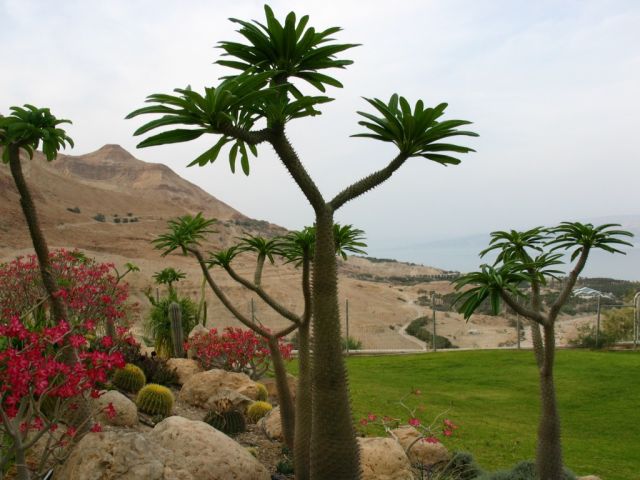Ein Gedi in Israel - Lush vegetation