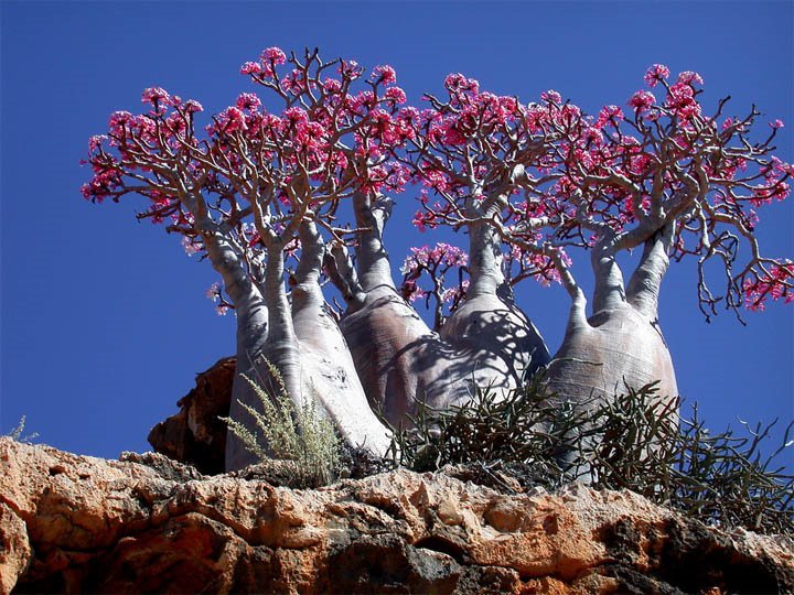 Socotra Island in Yemen - Desert Rose