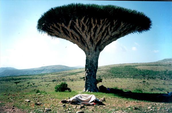 Socotra Island in Yemen - Dragon Blood tree