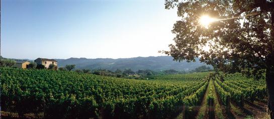 Montepulciano Wine Tour - Montepulciano vineyards