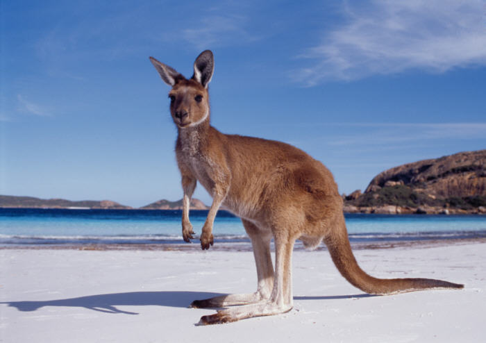 Australia - Unique wildlife