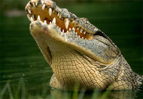 Nile Delta - Nile crocodile