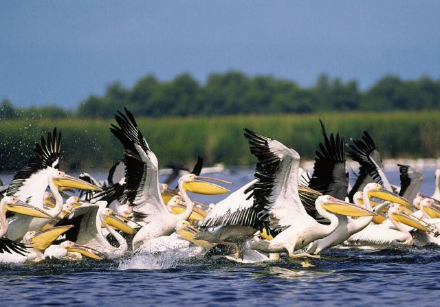 Danube Delta - Danube wildlife