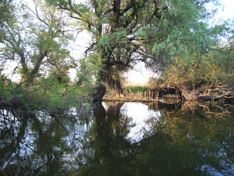 Danube Delta - Lush vegetation