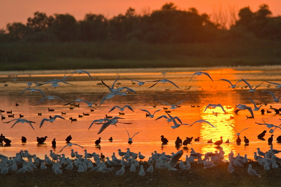 Danube Delta - Wildlife