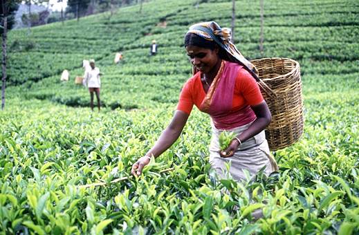 Sri Lanka - Tea estate