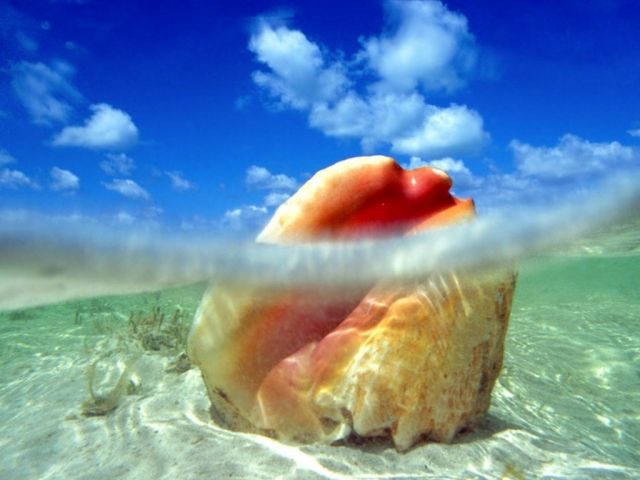 Bahamas - Conch shell