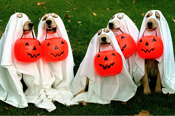 Halloween - Halloween pets
