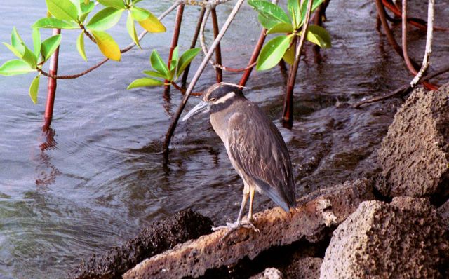 Galapagos Islands - Galapagos bird