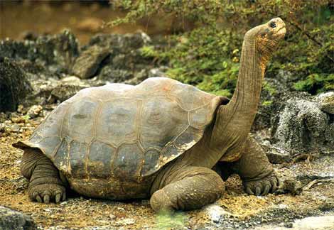 Galapagos Islands - Galapagos tortoise