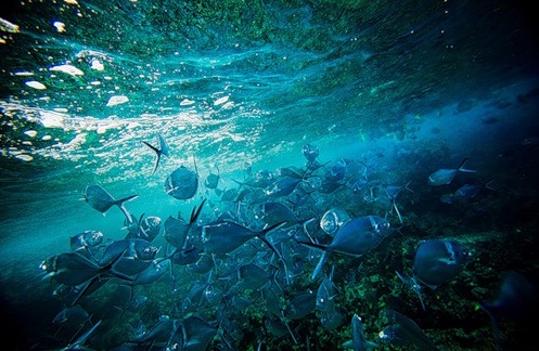 Galapagos Islands - Marine life