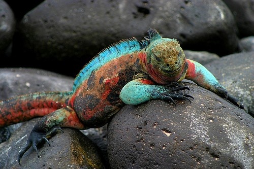 Galapagos Islands - Unique wildlife
