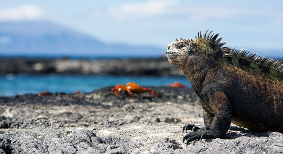 Galapagos Islands - Unique wildlife