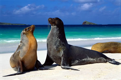 Galapagos Islands - Wildlife