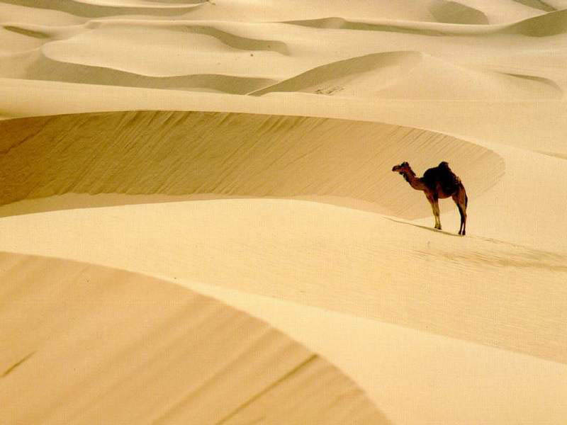 Sahara - Typical Sahara landscape