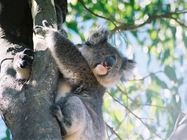 Kangaroo Island, Australia - Koala