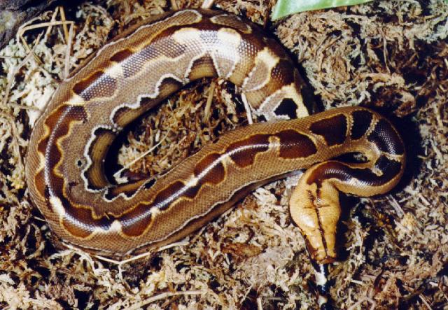 Borneo Island - Blood Python
