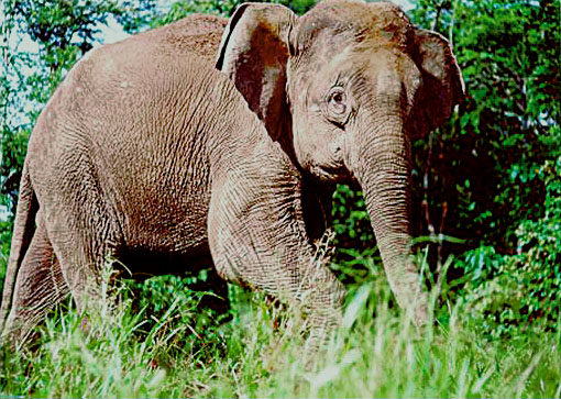 Borneo Island - Borneo elephant