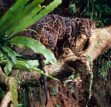 Borneo Island - Clouded leopard