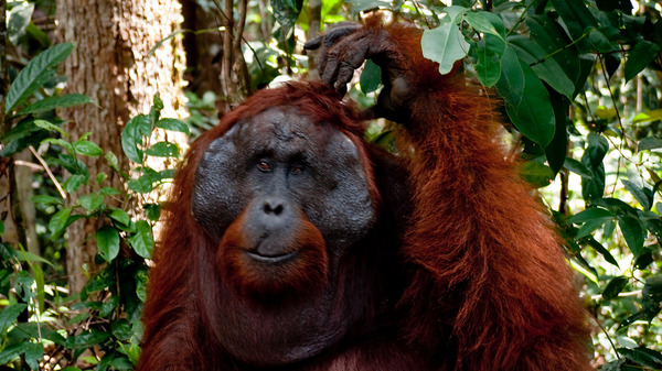 Borneo Island - Orangutan