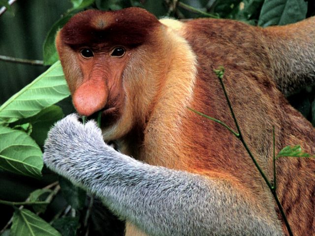 Borneo Island - Proboscis Monkey