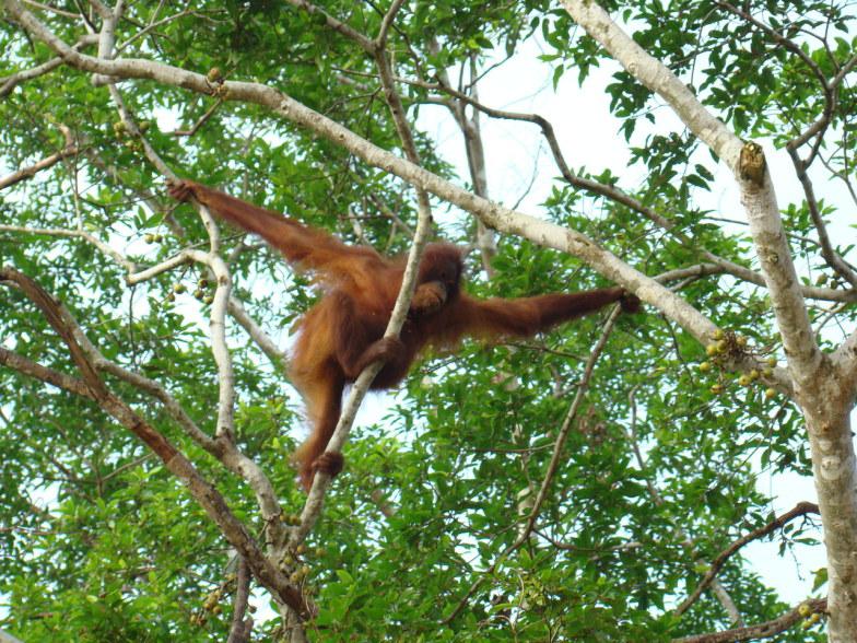 Borneo Island - Wildlife