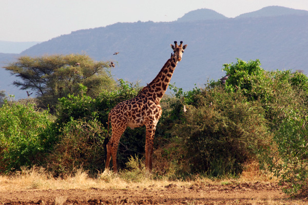 Kenya - Giraffe