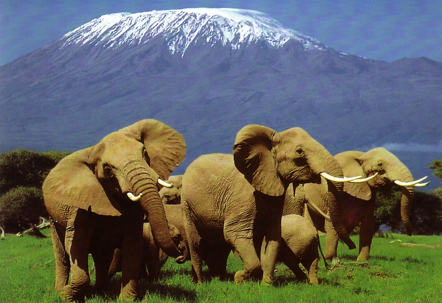 Kenya - Safari in Kenya
