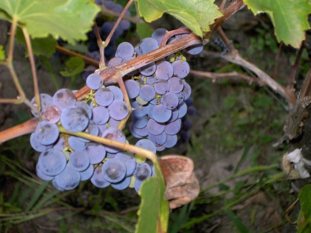 Moldova - Moldovan grapes