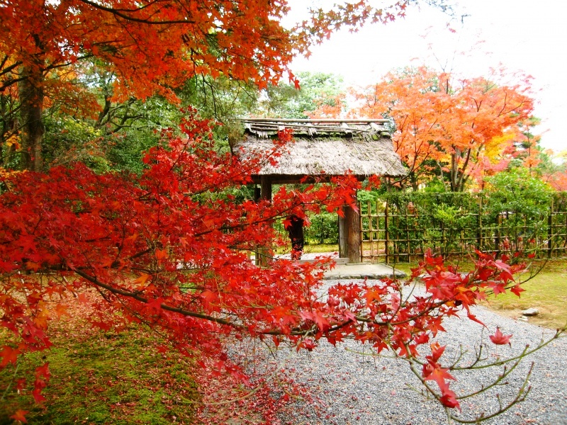 Kyoto - Kyoto panorama