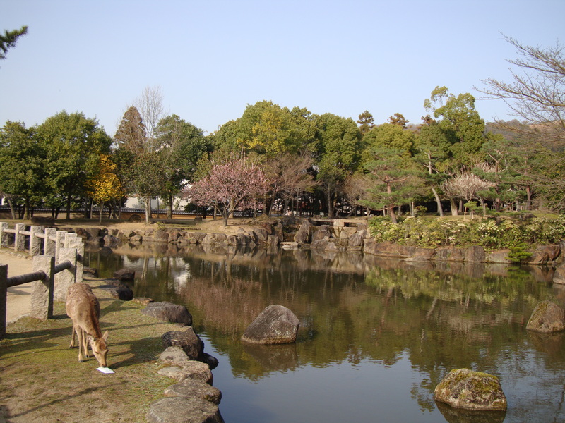 Nara - Central Park area