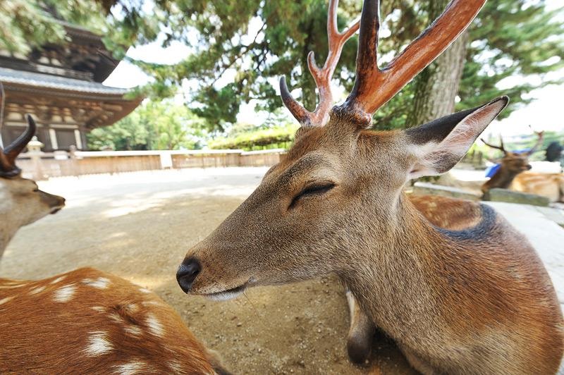 Nara - Deer in Nara