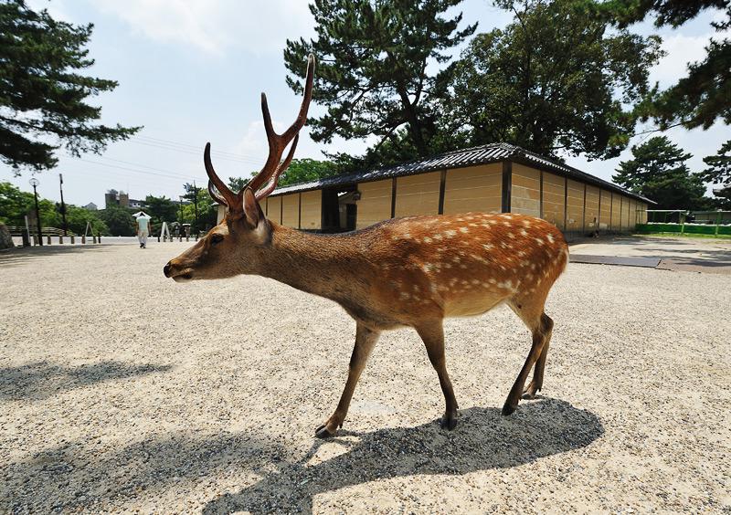 Nara - Deer in Nara