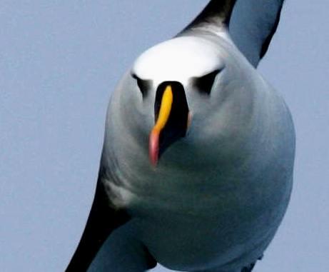 The Tristan da Cunha archihelago - Rare birds