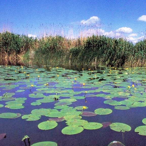 Danube Delta - Pitoresque landscape
