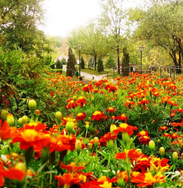 The Botanical Garden - Amazing flowers