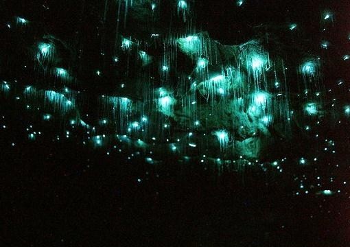 Waitomo Caves - glowing worms