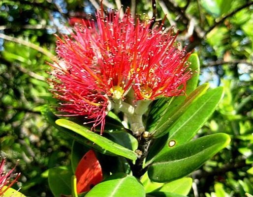 Rangitoto Island - Pohutakawa flower   