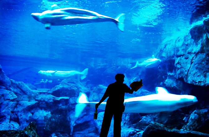 Georgia Aquarium - Beluga whales