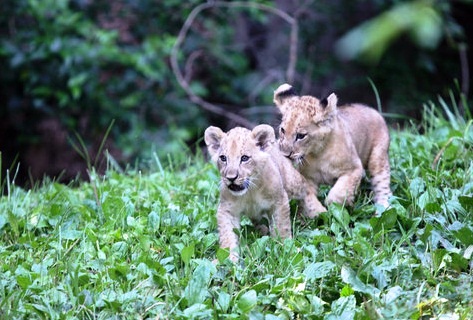 Zoo Atlanta - Young lions