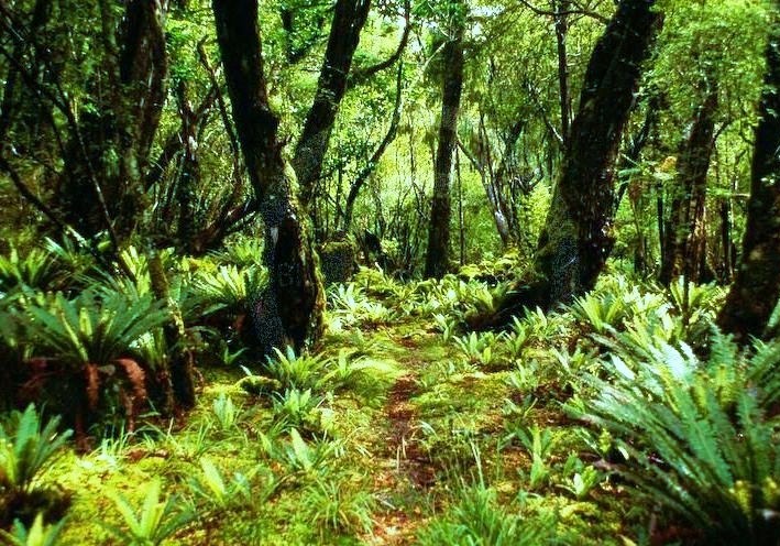 Stewart Island  - Wild forest