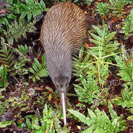Stewart Island  - Wild kiwi