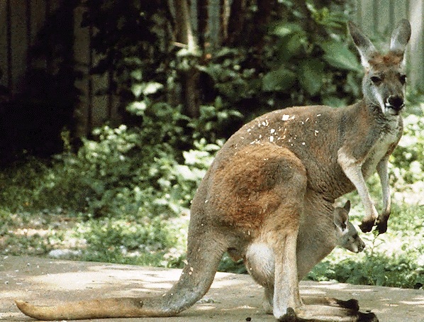 National Zoological Park - Kangaroo