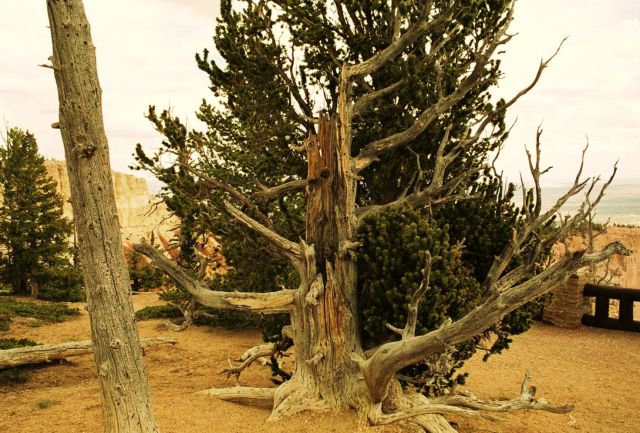   Bryce Canyon National Park  - Bristlecone pine