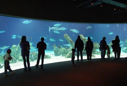 Albuquerque Biological Park - Aquarium view