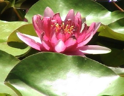 Albuquerque Biological Park - Water lily