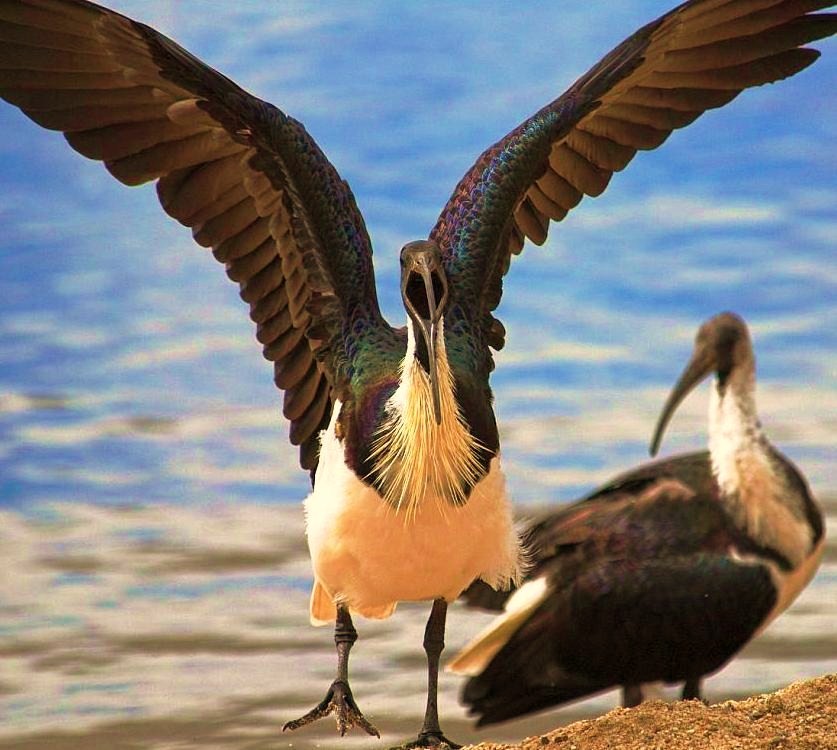 Lake Burley Griffin  - Lake Birds