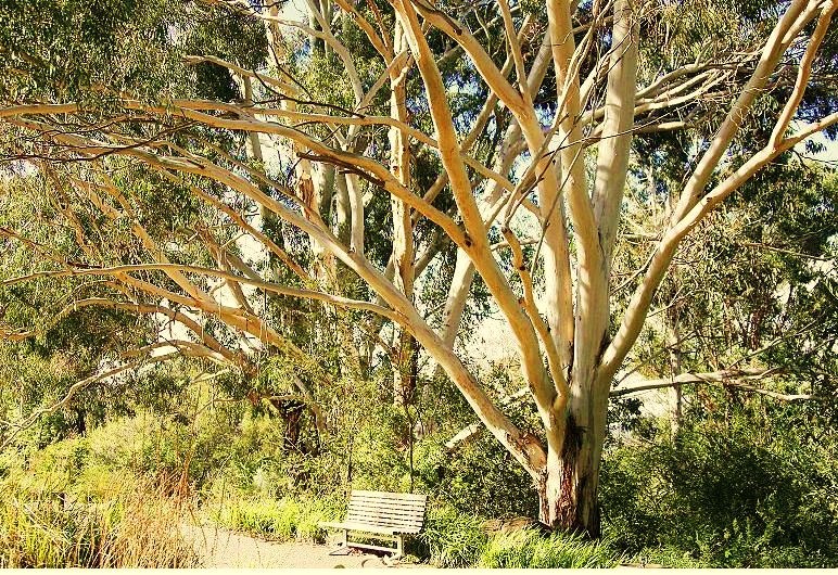 Black Mountain Nature Park  - Trees at the National Botanic Gardens